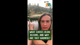 What causes algal blooms and why are they harmful [upl. by Oberstone584]