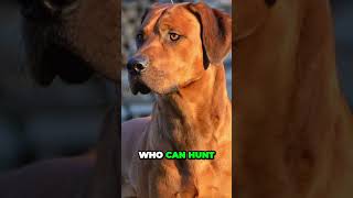 Rhodesian Ridgeback  Interesting Facts [upl. by Phio750]