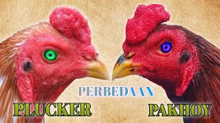 INILAH PERBEDAAN AYAM PLUCKER DENGAN AYAM PAKHOY [upl. by Eiruam648]