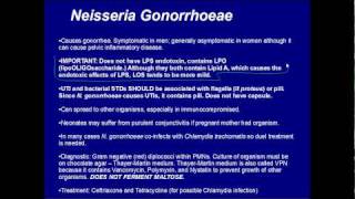 Gram Negative Cocci Step 1 Review [upl. by Odraode]