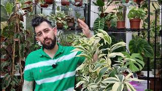 SPIRAL VARIEGATED GINGER  COSTUS ARABICUS VARIGATA  GARDENING  RICHARD CUA [upl. by Peirsen]