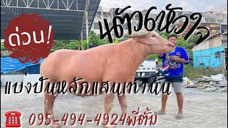 แบ่งกันพัฒนา ยกคอก4ตัว6หัวใจเปิดหลักแสนเท่านั้น0954944924พี่ตั้ม ควายงามระดับแชมป์ [upl. by Smada]