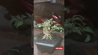 Up date bonsai mame beringin benjaminaberingin lokal bonsai bonsaiberingin [upl. by Knorring]