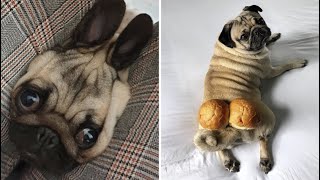 Made your day with these funny and cute Pug Puppy Videos Compilation  Pug Dog Funny Moments [upl. by Natehc]