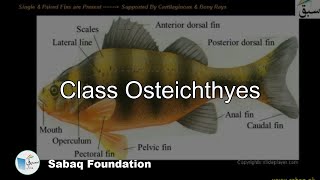 Class Osteichthyes Biology Lecture  Sabaqpk [upl. by Ohare]