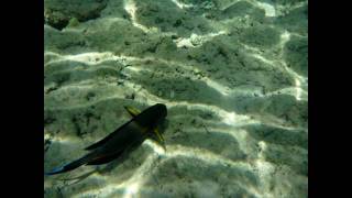 Surgeonfish Red Sea Egypt Рыбахирург Египет أسماك الجراح [upl. by Bove]