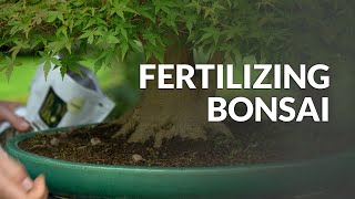 Fantastic Blooming Rosemary Bonsai Cheap Herb Bonsaitree for beginners [upl. by Hanson]