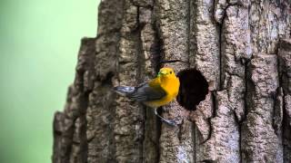 Prothonotary Warbler Nest [upl. by Eveiveneg]