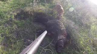 Caccia al cinghiale in Sardegna Cal 20 Gopro wild boar hunting [upl. by Cathryn102]