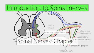 Spinal Nerves Introduction  Nervous system  4K  Chapter 1 [upl. by Aniale]