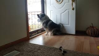 Mia❤ The Welcoming Bark of a Keeshond [upl. by Garett441]