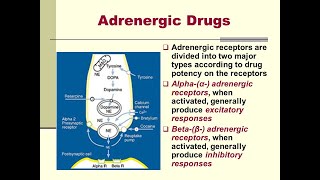 Adrenergic drugs  part 2 [upl. by Regan204]