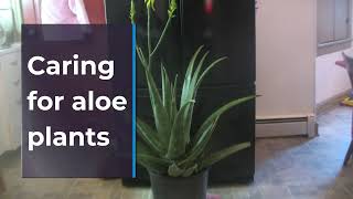 Are Aloe Succulents The Truth Revealed [upl. by Neeoma]