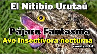 El Nictibio Urutaú o Pájaro Fantasma Ave insectívora nocturna [upl. by Palermo910]