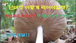 난버섯 Pluteus cervinus [upl. by Yalc]