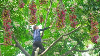 Harvesting Chinaberry  Make deep fried Chinaberry Go to the market to sell  Phuong  Harvesting [upl. by Asirram]