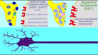 SYNAPSE NEUROTRANSMITTER REUPTAKE AND BREAKDOWN [upl. by Pulsifer]