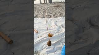 Attaching fish bait with hooks ready to throw let see what we get today  chenab river  fish [upl. by Leanna]