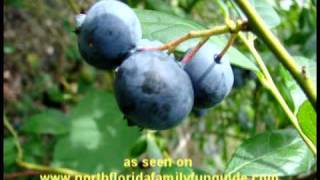 Yancys Blueberry Farm  Silver Springs Florida [upl. by Thill]