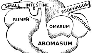 Digestive Systems of Livestock Anatomy [upl. by Osman]