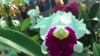 Tuyets Orchids Hoa LAN Little Saigon CA [upl. by Glenden]