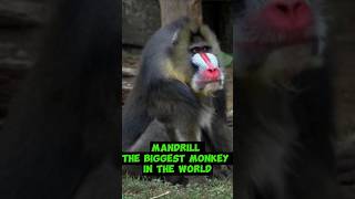 Mandrill  The Biggest Monkey In The World [upl. by Allekram]