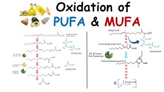 Oxidation of unsaturated fatty acid PUFA and MUFA oxidation [upl. by Akienom361]