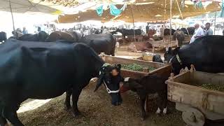 BEAUTIFUL COW VIDEO Cattle are Large cattlefarm cattle [upl. by Ycrep]