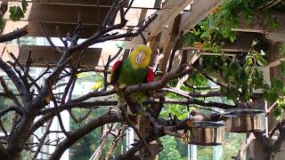 Yellowheaded amazon parrot at the Indianapolis Zoo [upl. by Eenhpad]