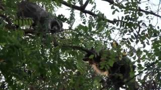 Raccoon Fight in a Tree Animals Being JerksAnnoyingFighting [upl. by Landis]