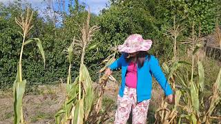 Akala ko di ako maka harvest sa Mais [upl. by Yeltneb]