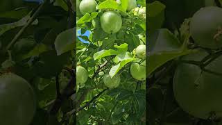 Passion Fruit at the Backyard passionfruit backyardgardening islandlife trending ytshortsvideo [upl. by Reviel]