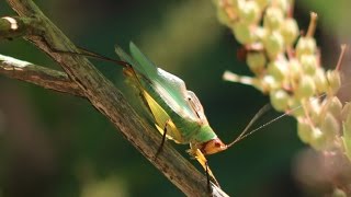 Katydid Stridulating [upl. by Carlita]