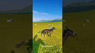 Hippotherapy Horse riding horsevideo horseride horserider horses horse funny sporthorses [upl. by Adnolat]