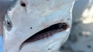 Fishing off saxis island Virginia for sharkspuppy drum amp rockfish while listening to Grateful Dead [upl. by Manley]