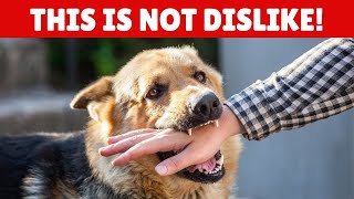 SHOCKING If Your Dog Bites Your Hand Here Is What It Actually Means [upl. by Atinniuq]