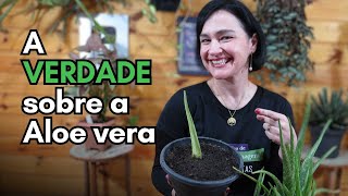 Aprenda a reproduzir a Aloe vera do JEITO CERTO [upl. by Ajad]