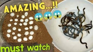 HATCHING SNAKE EGGS अंडे से निकलते सांप‌ के बच्चे।😱 9900127861 [upl. by Nnylassej]