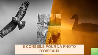 PHOTOS D’OISEAUX  5 CONSEILS POUR REUSSIR VOS PHOTOS [upl. by Whitford225]