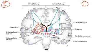 Basal Ganglia amp Dopaminergic Pathways for the USMLE Step 1 [upl. by Copeland229]