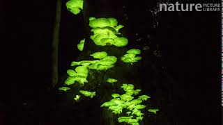 Timelapse from day to night of bioluminescent fungi on a tree trunk Atherton Tablelands Queensland [upl. by Veradia]