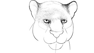 How to draw Bagheera from Jungle Book [upl. by Klatt]