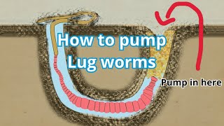 HOW TO PUMP LUGWORM IN 2 MINUTES  SEA FISHING 2023 howtouseabaitpump bait lugworm baitpump [upl. by Karlens]