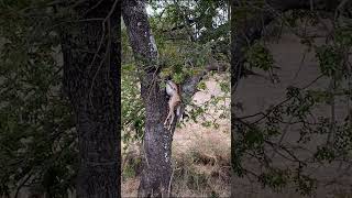 Hyena jumps into tree to steal Impala  Lion Sands Game Reserve  Kruger National Park [upl. by Yllaw]