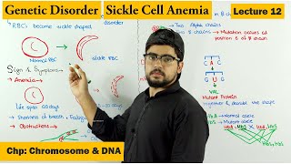 Sickle Cell Anemia  A Genetic Disorder  Lecture 12 [upl. by Ania445]