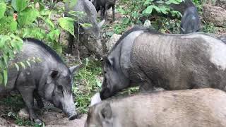 Wild Boars Eat Food In The Wild wildboar boars wildlife wildanimals viraltrending viralvideo [upl. by Nyleimaj]