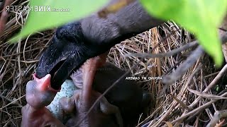 Crow HITS HARD on Babies THROAT  Life inside Crow Nest  Crow baby bird feeding [upl. by Lisha371]