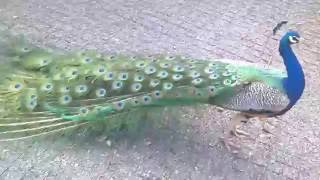 Beautiful Peacock opening feathers [upl. by Jareen]