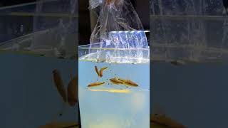 Water Temperature Maintain Torpedo barb Fish Release in Aquarium aquastudio aquriumhobby fishtank [upl. by Honan]