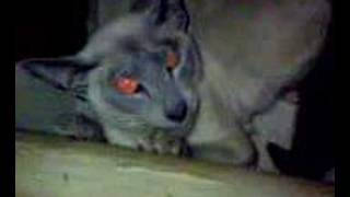 EVIL CAT Possessed by Satan with Evil eyes [upl. by Athena682]